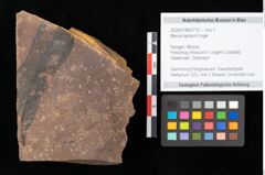 Foto (Objekt + Etikett) von Myrica lignitum Unger (NHMW-GEO-2024-0188-0712)